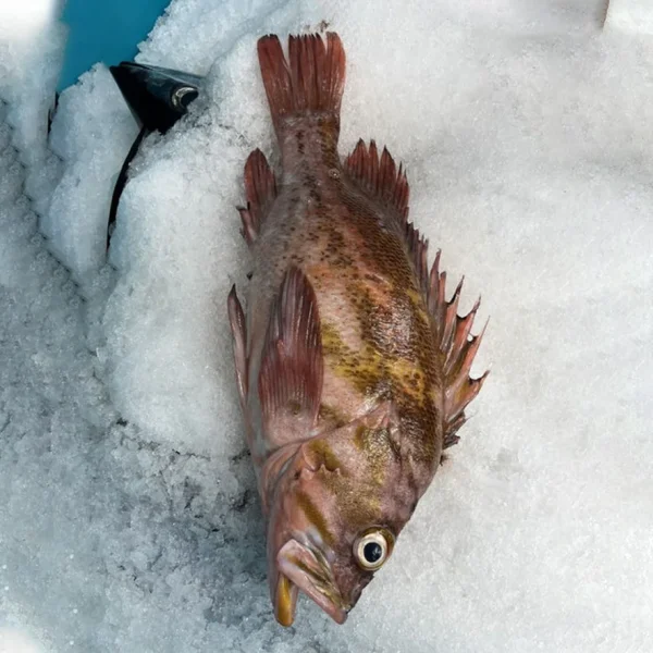 Copper Rockfish – Little Fish Sea Food